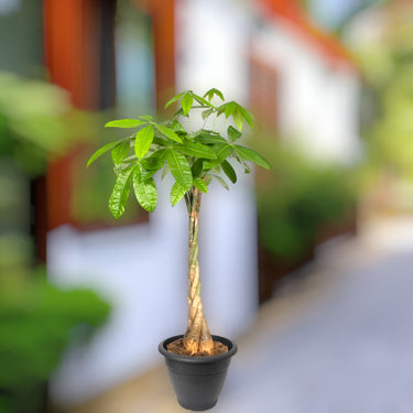 Pachira plant (Money Tree, Malabar or Guiana Chestnut, French Peanut, Saba Nut)